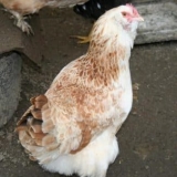 Faverole - pasmina kokoši od mesa i jaja iz francuske